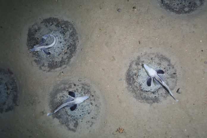 Fischnester im Weddellmeer